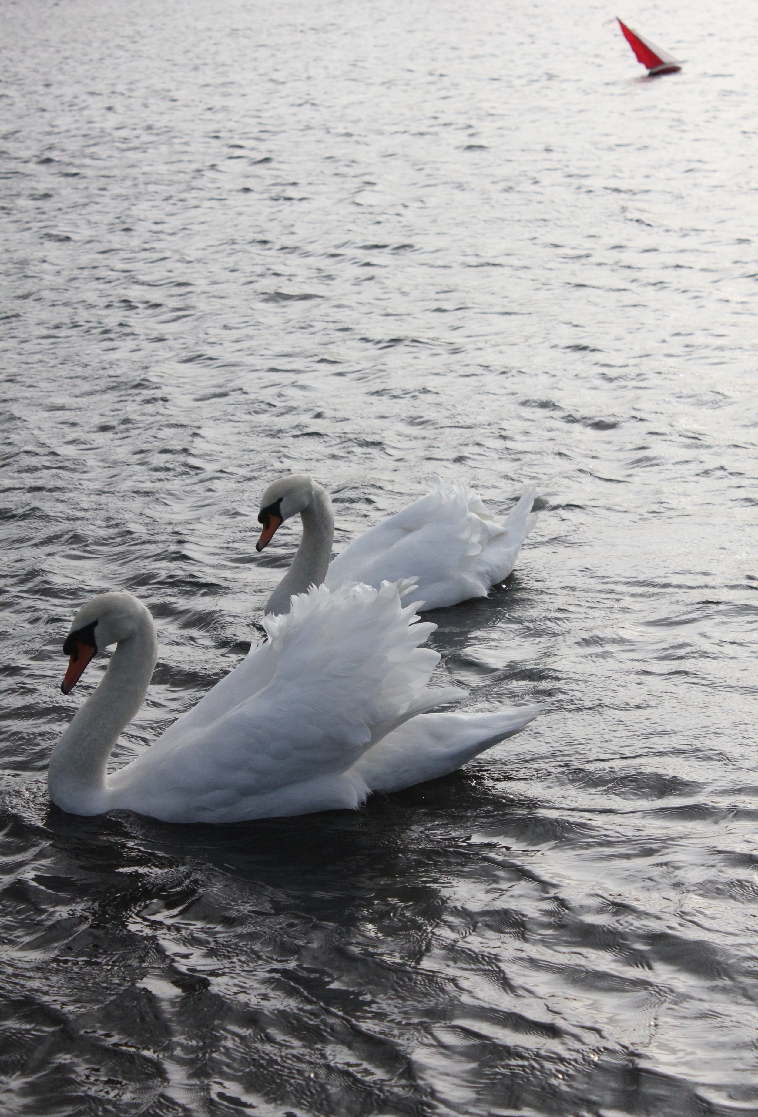 IMG_7085.JPG