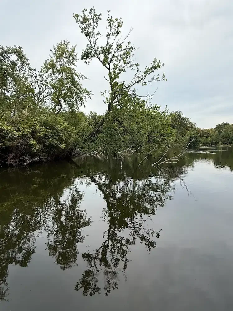 trees reflected in water