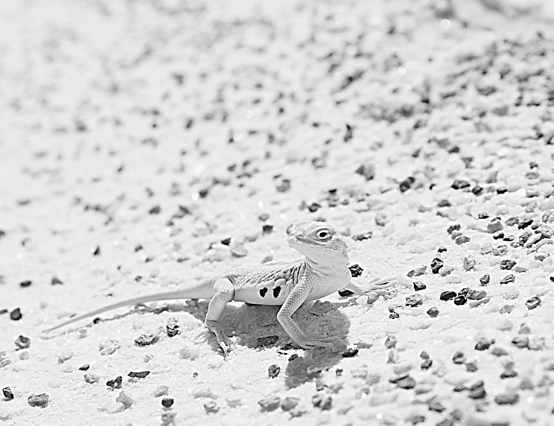 _DSC2647_1.jpg
