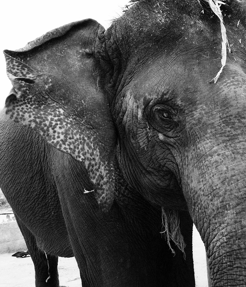 Thai_Elephant.jpg