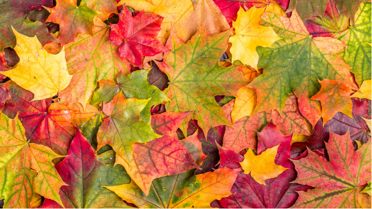 Leaves.jpg