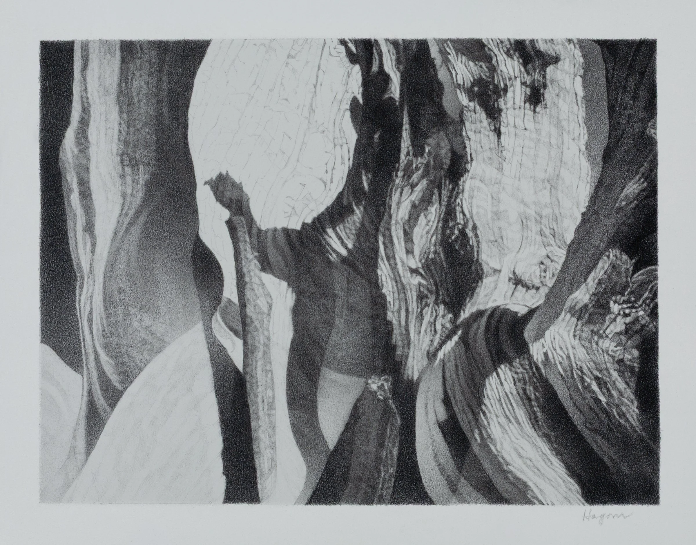 Ancient Bristlecone Pine Holding Moonlight
