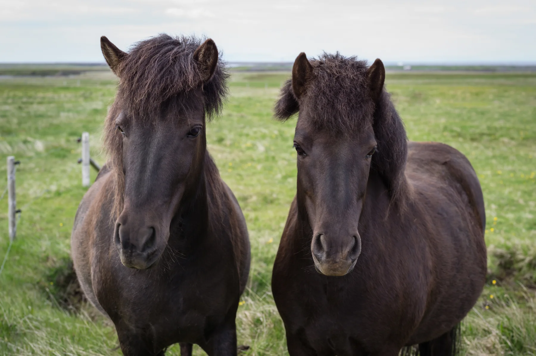 2 horses2.jpg