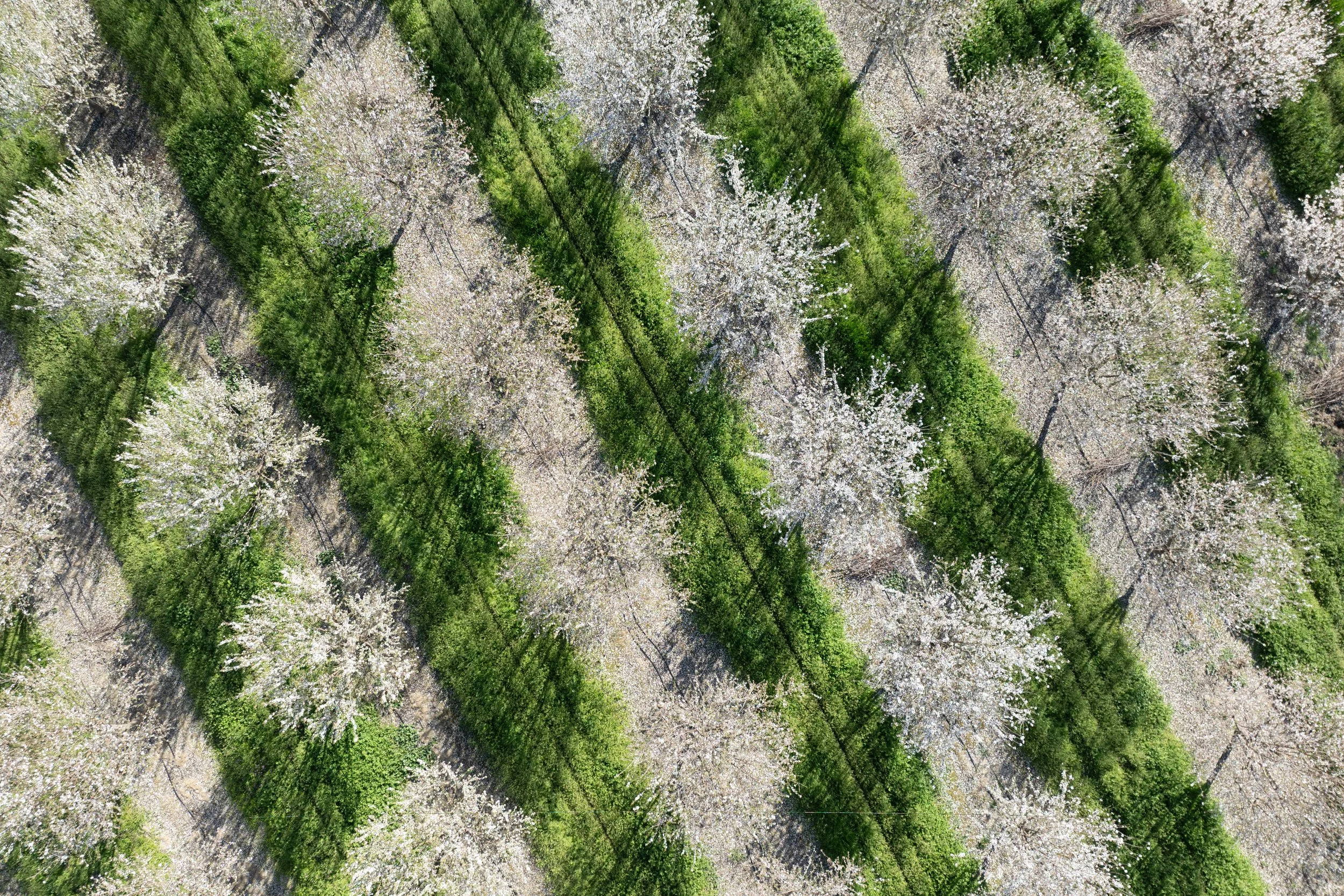 2025_03_03_AN_0024_almond_orchard_DRONE.jpg