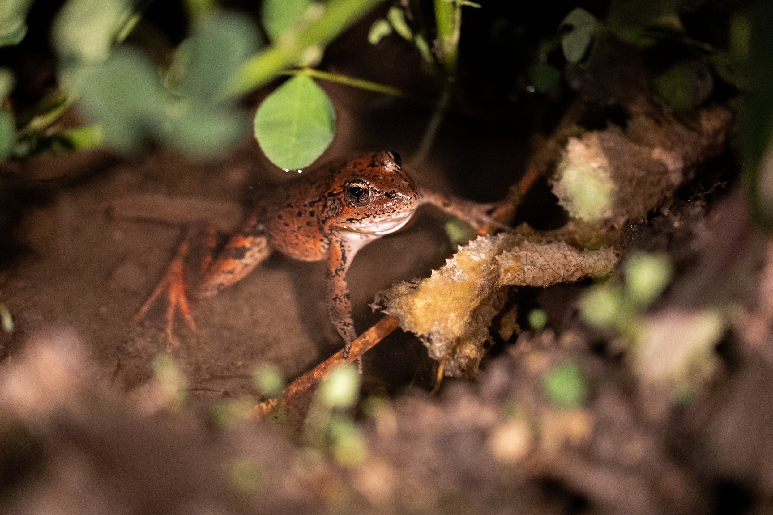 2025_02_27_AN_1951_Red_Legged_Frog_Survey.jpg