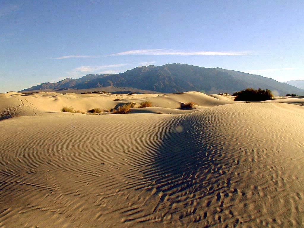 Sea of sand dunes extending to the horizon