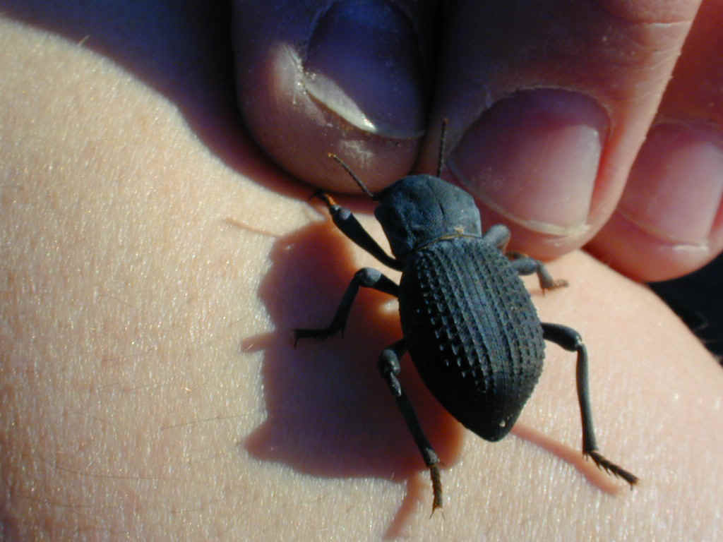 A desert beetle of some kind