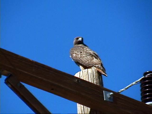 A bird of prey watches us from the top of a power line pole.
