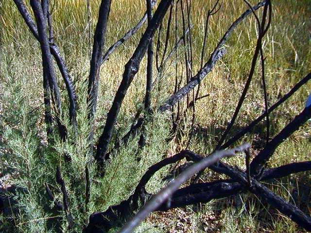 Many of the trees are burned and the ground is covered with ash. I guess that is why it is called Ash Meadows
