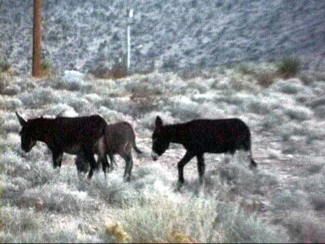 Wild burros