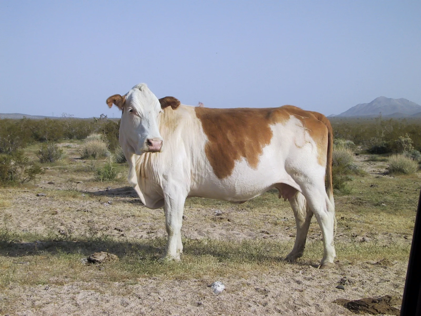 A cow from a nearby herd of free range cattle.