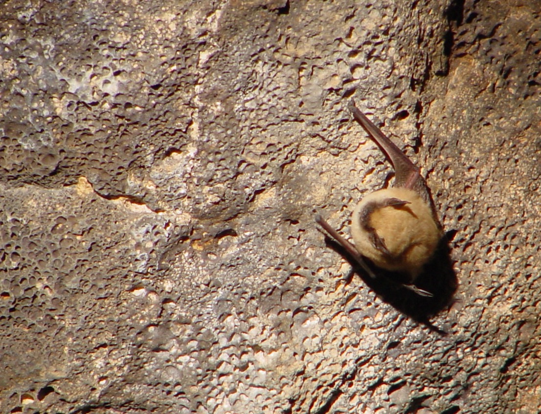 The bat lurks over our heads and licks its little bat lips, blinks its little bat eyes, and wiggles its little bat nose at us