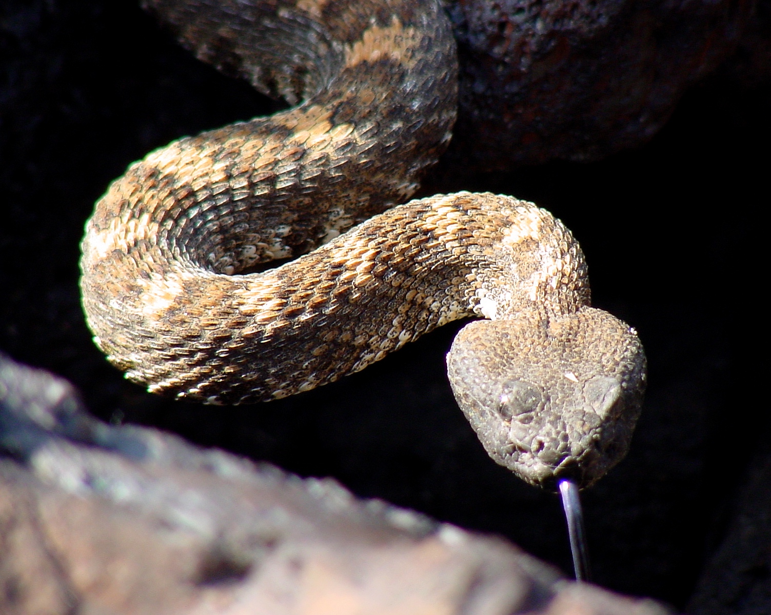 A rattlesnake poises, ready to strike