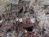 Squashed rusty tin cans