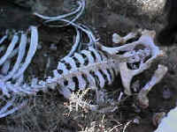 Bleached bones of former explorer?