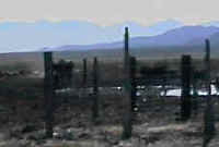 Cows in a corral