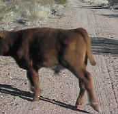 A cow walking off the road