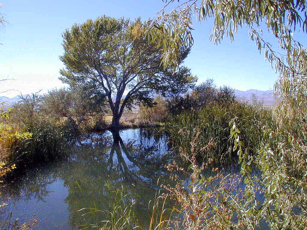 Tranquil pond
