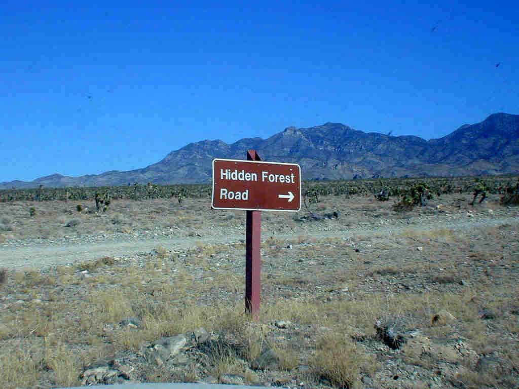 Hidden Forest Road begins here