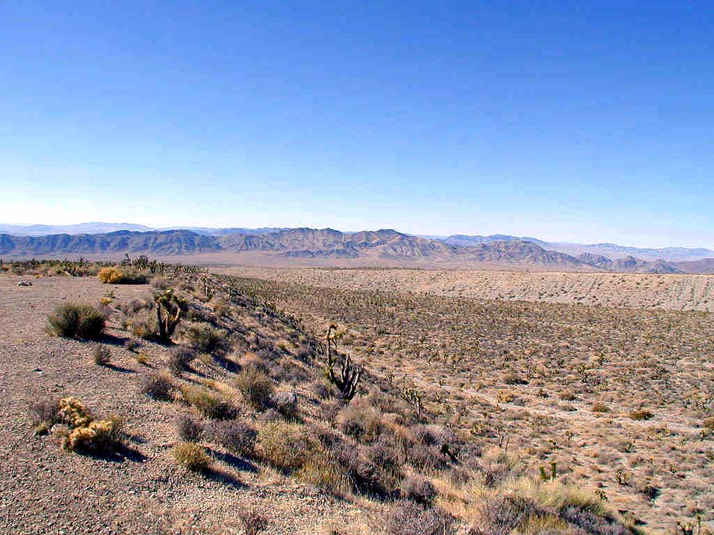 Large flat-bottomed depression full of Joshua trees.