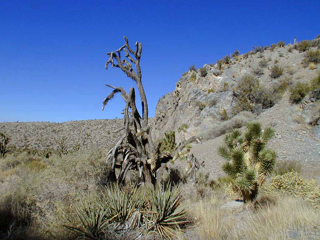Gargantuan twisted and mostly dead Joshua tree