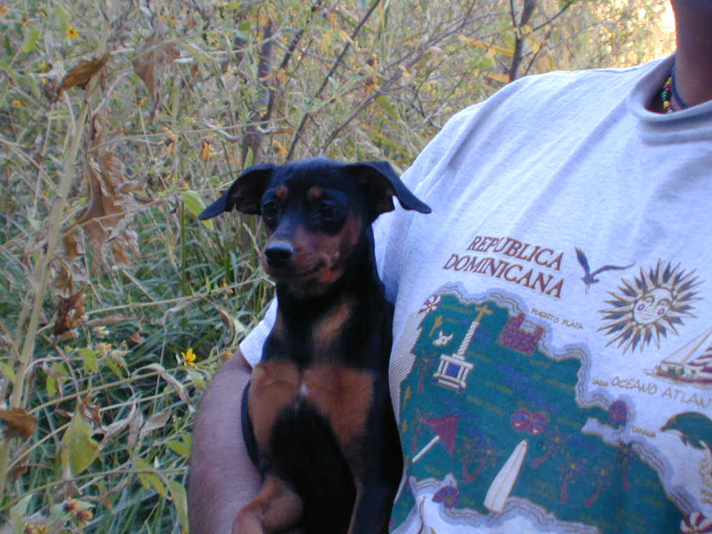 A very small Doberman pincer