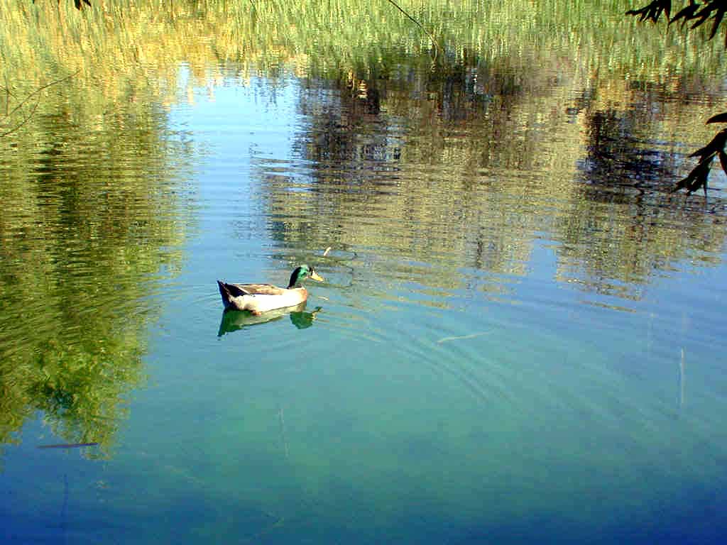 "Ranger" the duck patrolling the pond