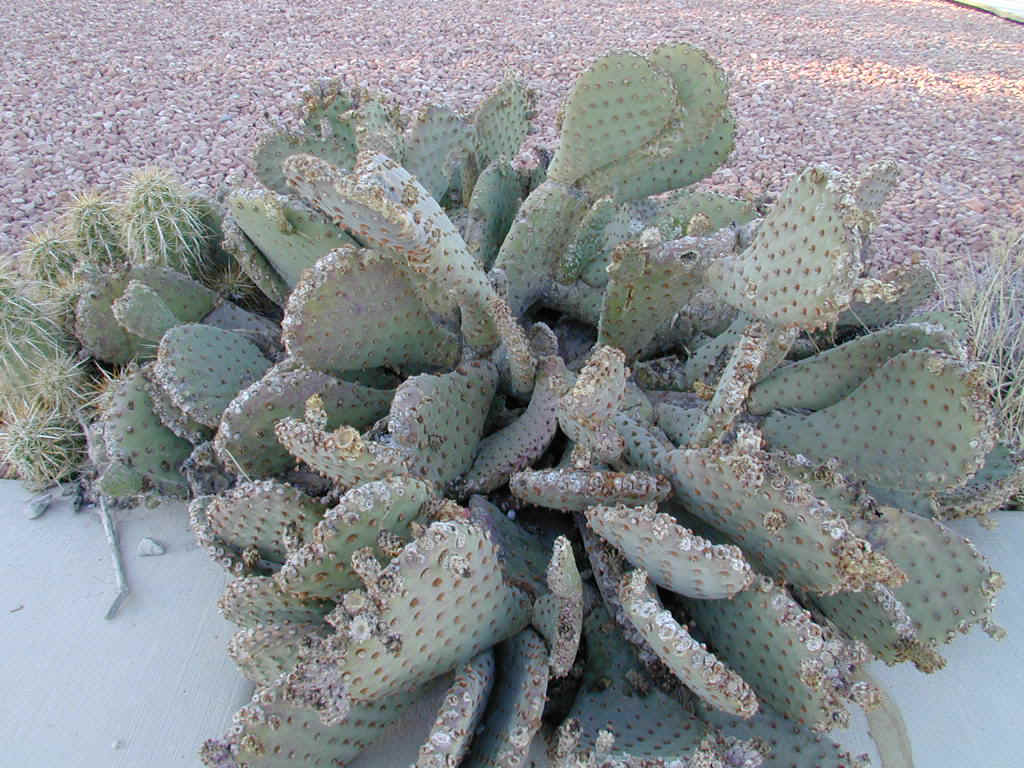 Beavertail Cactus