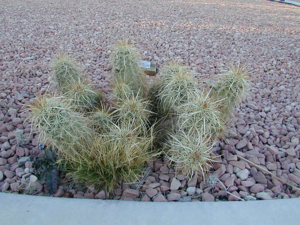Hedgehog Cactus