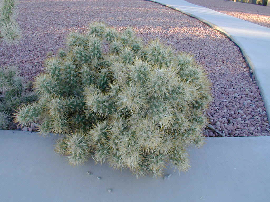 Cholla