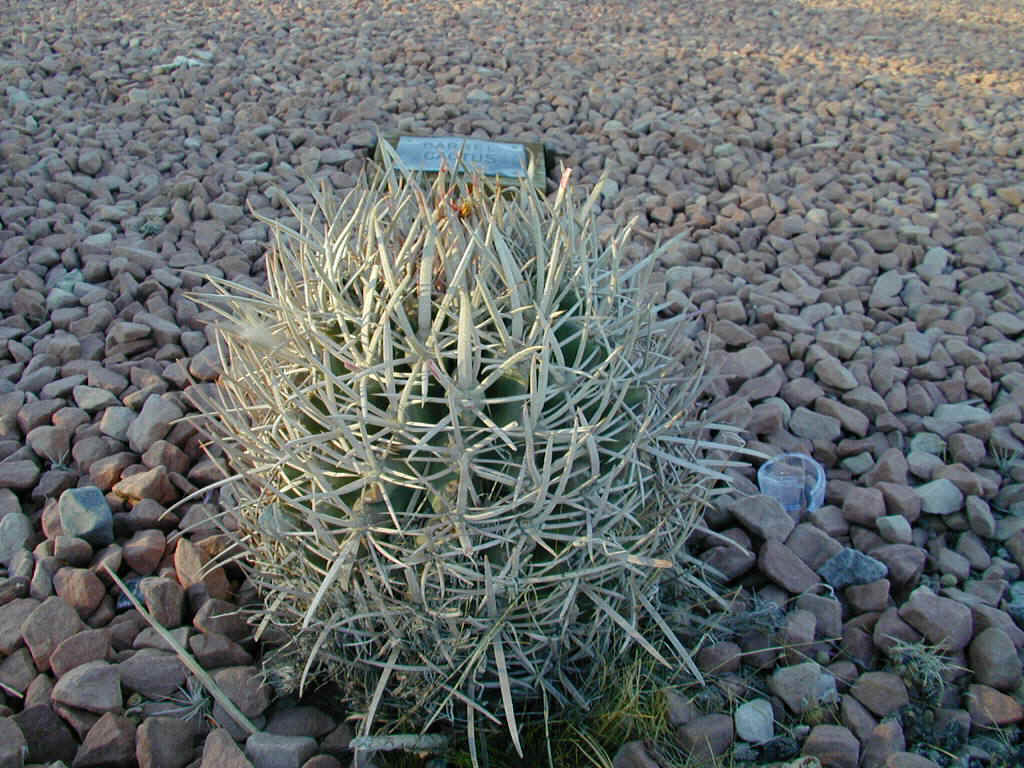 Barrel Cactus