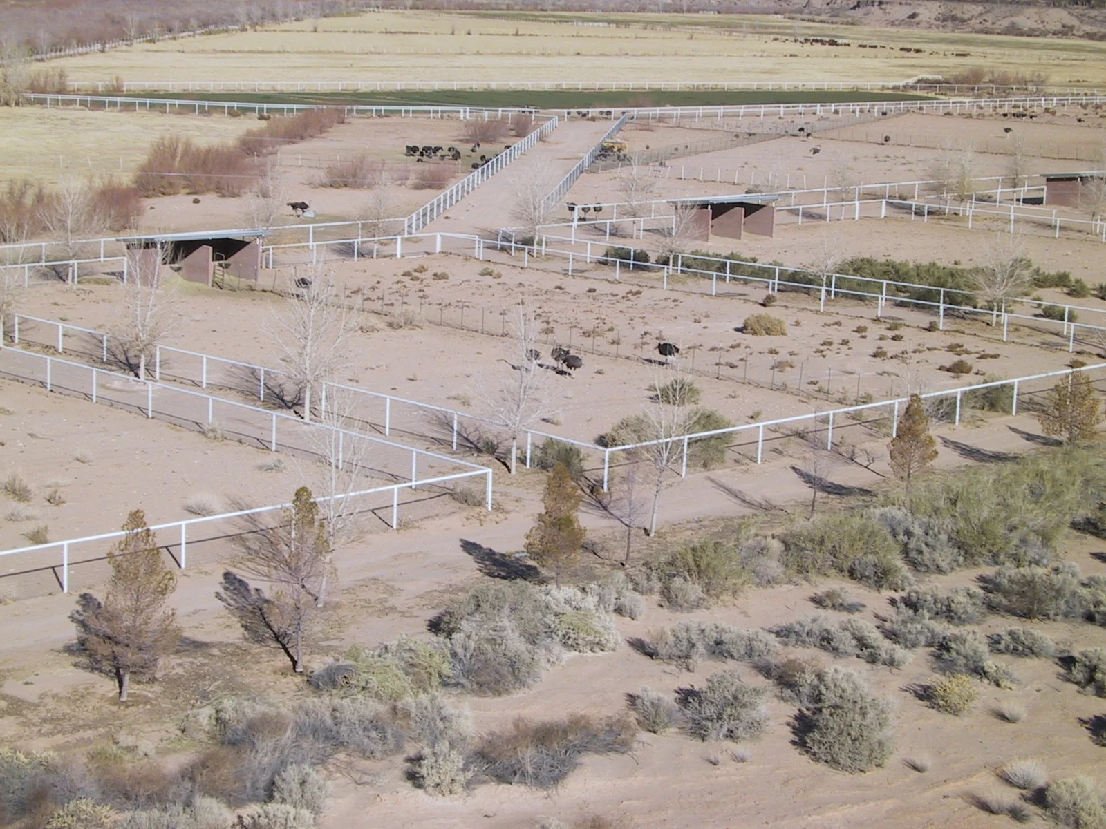 The ostrich farm