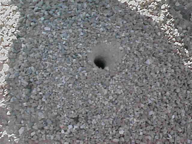 Ant hill (abandoned)