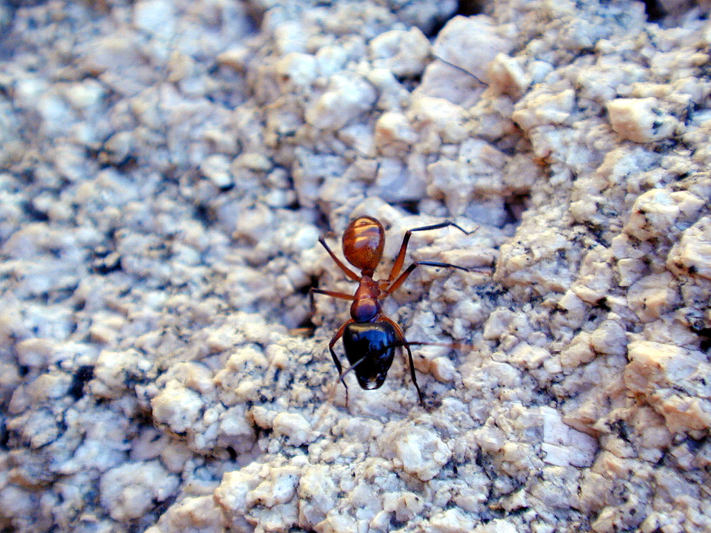A mean-looking ant. My theory is that it bites like a black ant and stings like a red ant, but I sure wasn't going to verify that.
