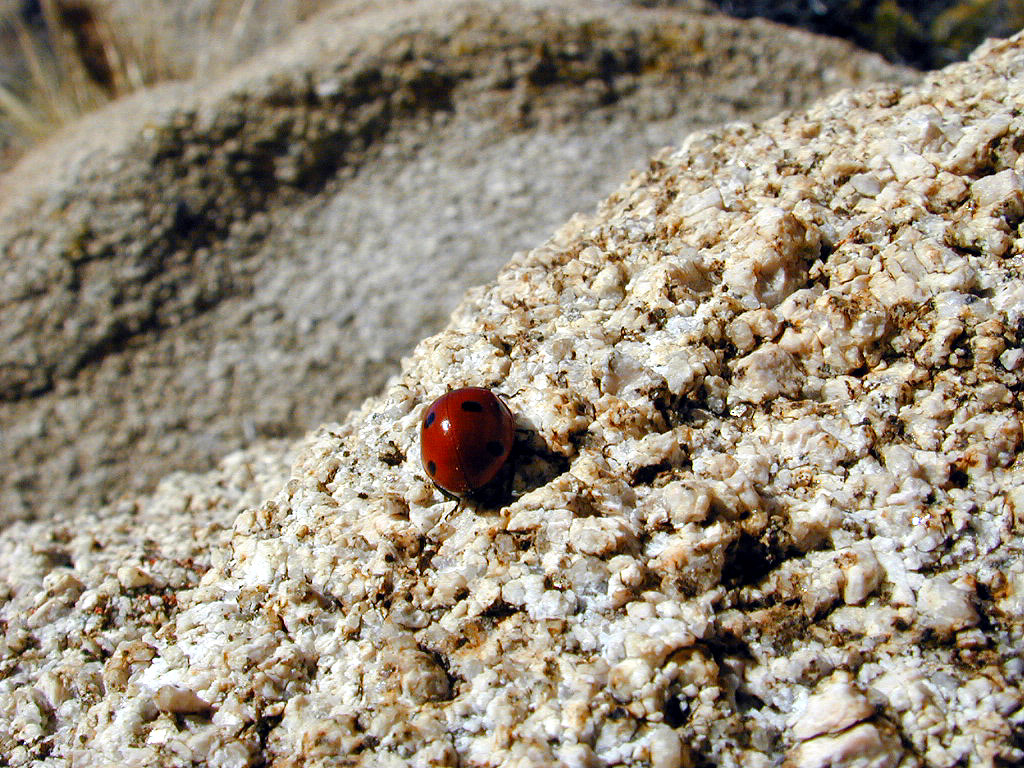 Ladybug, Ladybug, fly away home