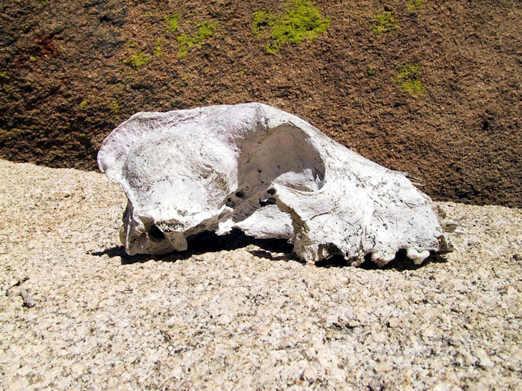 Skull of some kind. Dog? Coyote? Gorilla? We may never know.