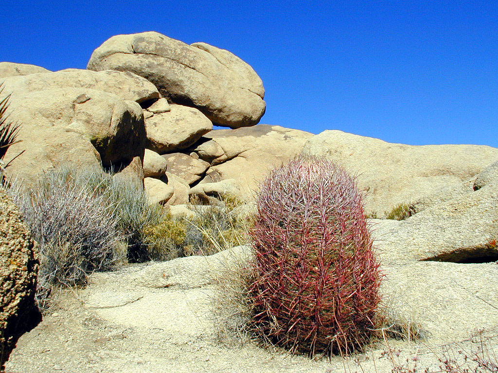 This barrel cactus grows right out of the boulder!