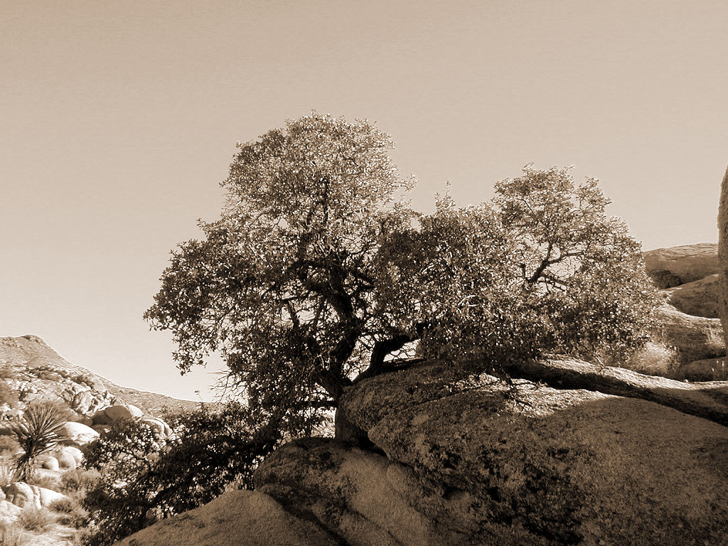 This is how it must have looked to the early explorers before color was invented.