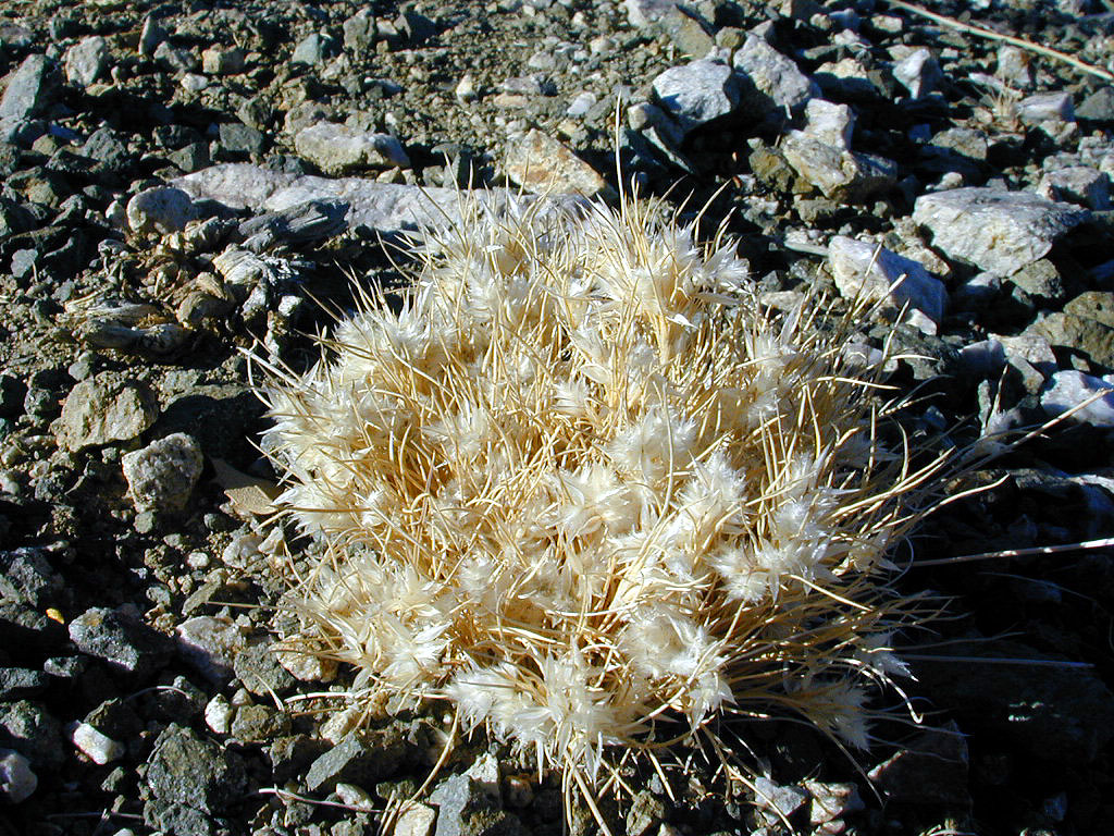 There were countless of these, whatcha-macallits growing about. They were about the size of a baseball, but much fuzzier.