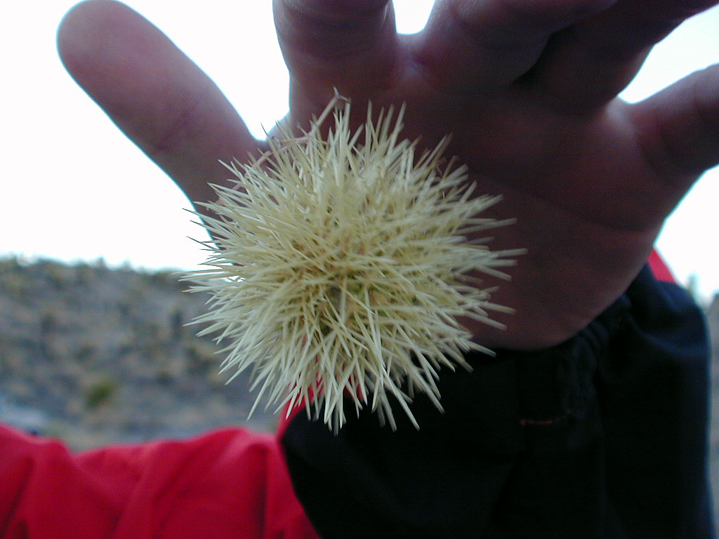 Ted finds a very spiny cactus ball. The thorns are barbed and refuse to be extracted from the skin.