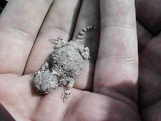 The Desert Horned Lizard (juvenile)