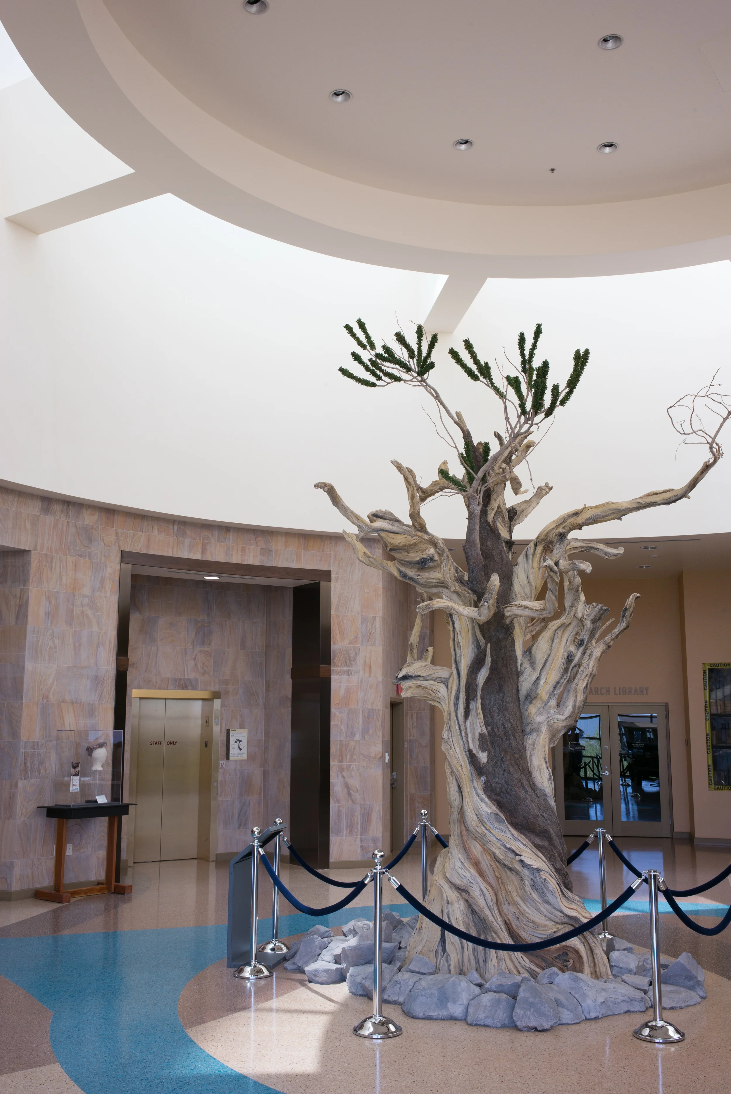 A bristlecone pine greets visitors entering the museum.