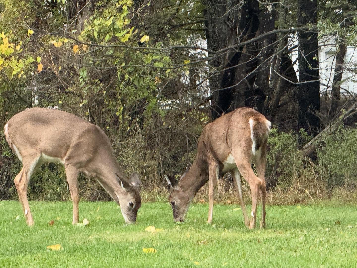 Hi Friends ! Ticket 🎟️ link in Bio🥰
Get your tickets 🎫 now to see @frankleedrennen  and me!! @cindywasserman Sunday, October 26, 2025 at 6PM(doors at 5:30)
At this VERY special outdoor show &ldquo;Palo Verde House Concerts&rdquo;
Held in San Diego