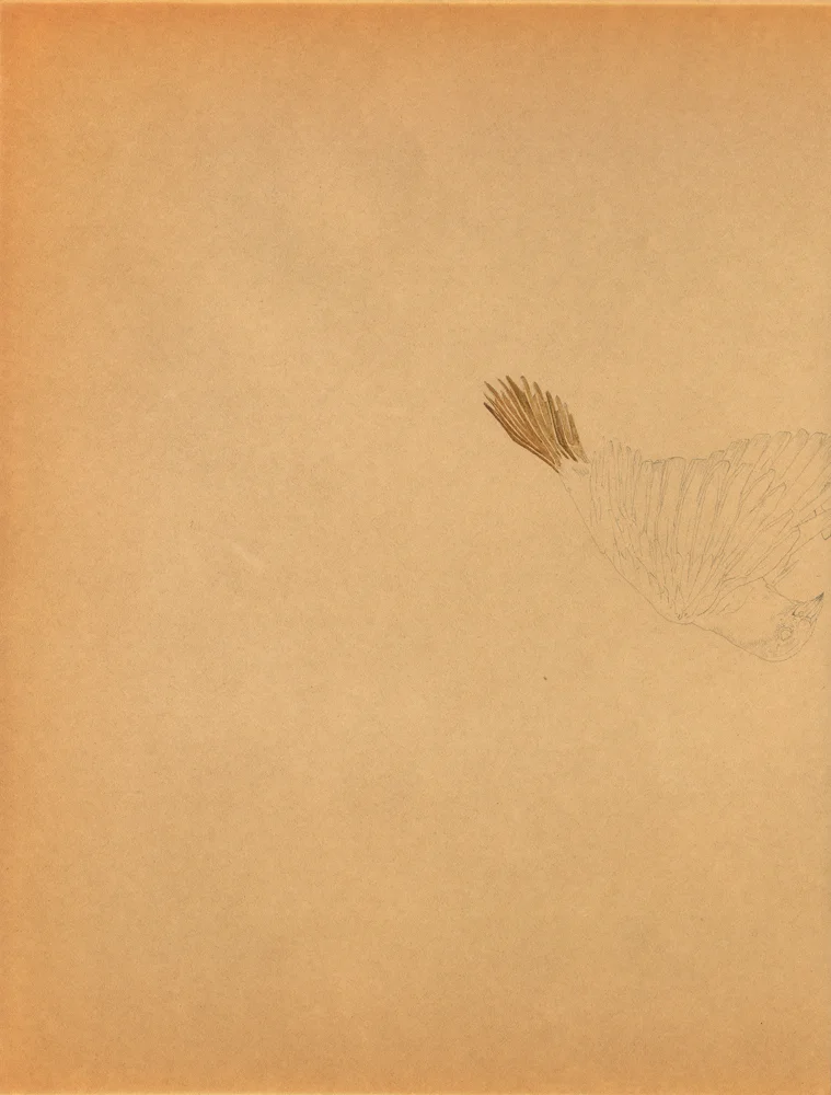 DELATTRE-VOGT_OISEAU_ECHECS.jpg