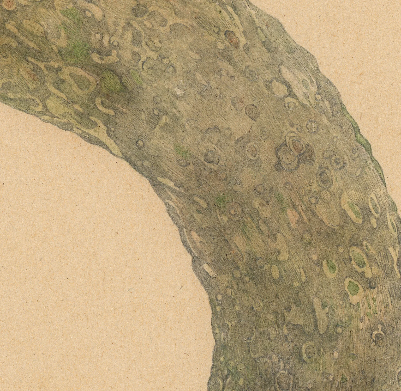CORNICHON_W.jpg
