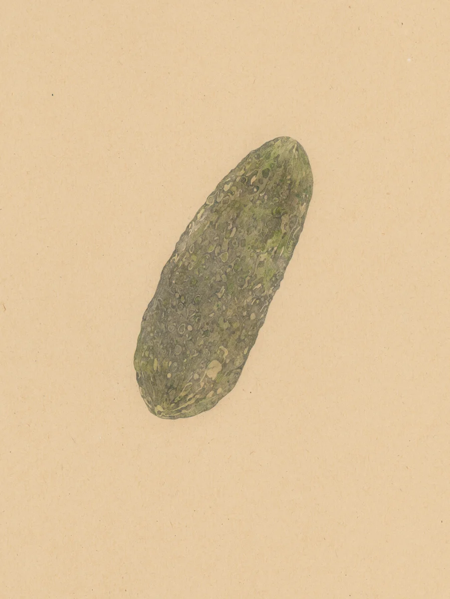 MDV_CORNICHON_1.jpg