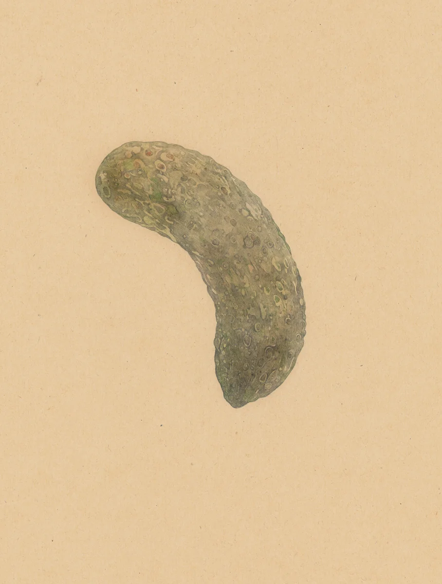 MDV_CORNICHON_2.jpg
