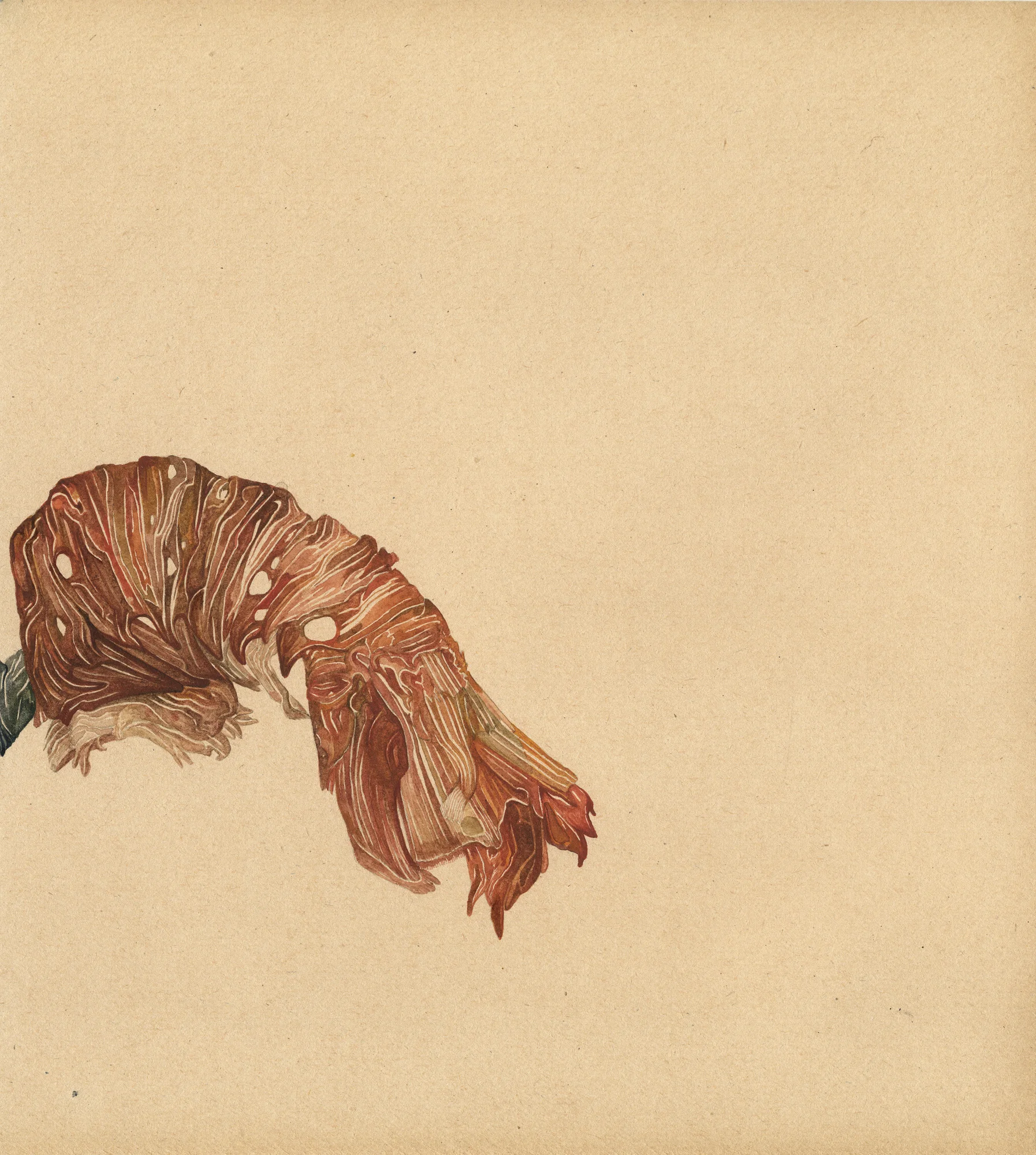 MDV_LANGOUSTE_.jpg
