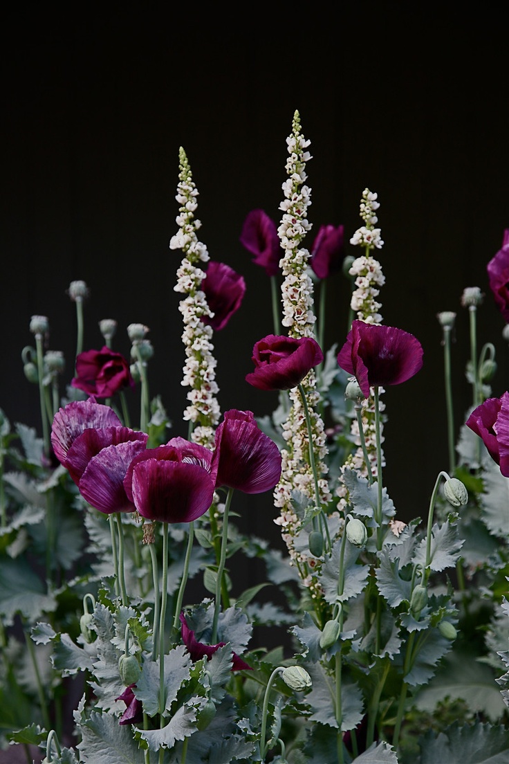 purple poppies.jpg