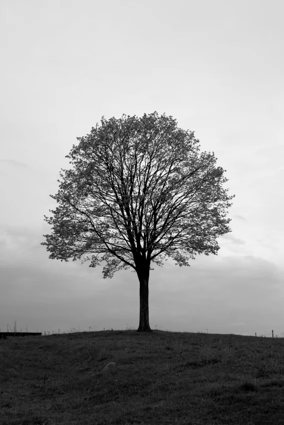 iStock_000003353220Small.jpg